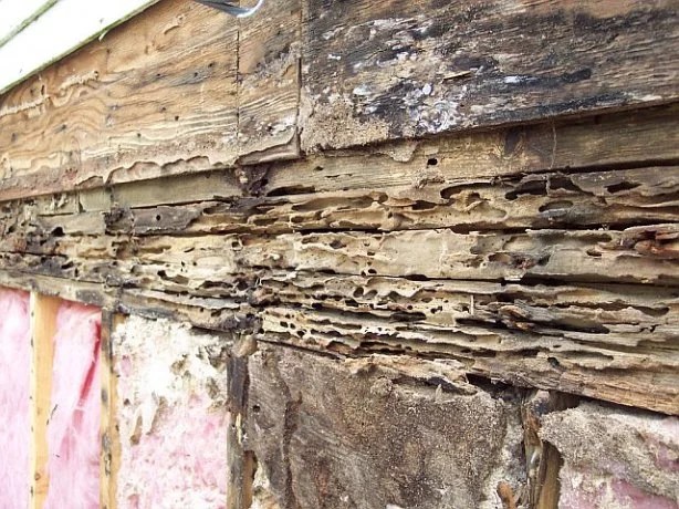 Carpenter Ant Wood Damage